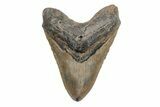 Huge, Fossil Megalodon Tooth - North Carolina #220010-1